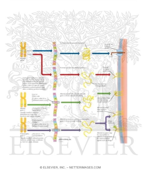 Normal, Mutant, and Polymorphic Gene Expression