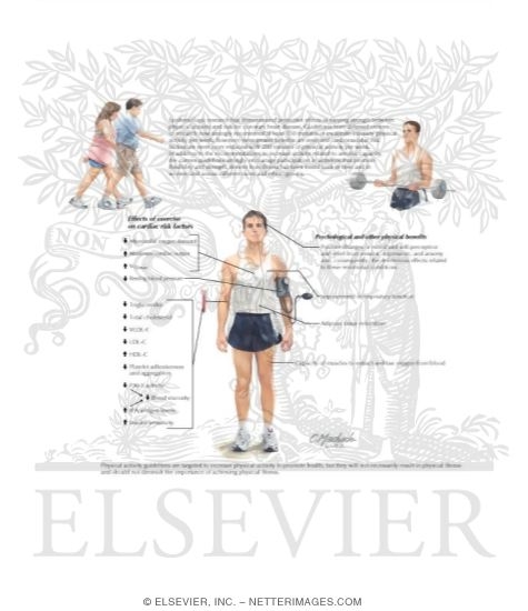 Watermarked preview of labeled image: Effects of Exercise on Cardiovascular Health