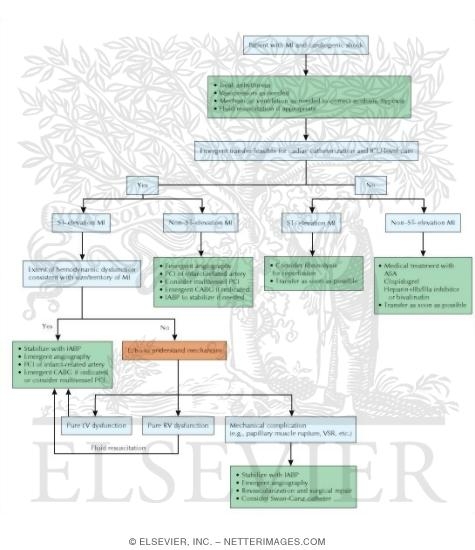 cardiogenic shock due to myocardial