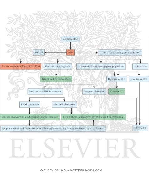 Watermarked preview of unlabeled image: Diagnostic Algorithm for Suspected Hypertrophic Cardiomyopathy (HCM)