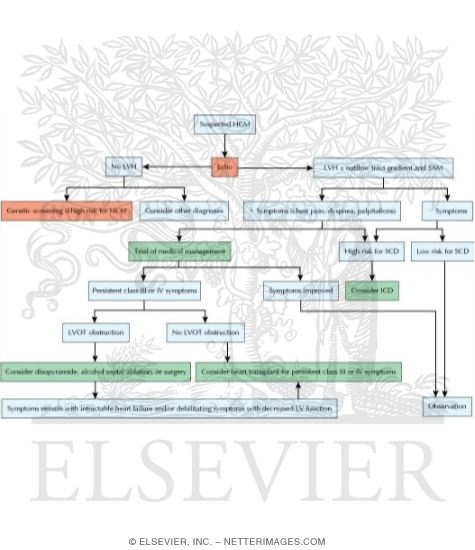 Watermarked preview of unlabeled image: Diagnostic Algorithm for Suspected Hypertrophic Cardiomyopathy (HCM)