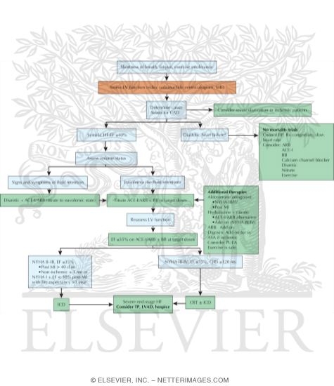 Watermarked preview of unlabeled image: Algorithm for Management of Heart Failure