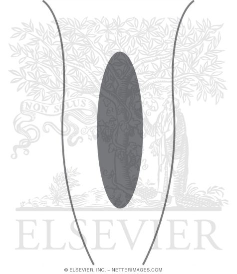 Watermarked preview of unlabeled image: Representation of Dual-pathway Physiology