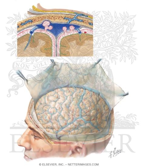 Meninges and Superficial Cerebral Veins