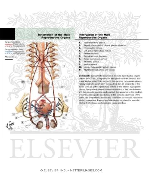 Innervation of Male Reproductive Organs: Schema