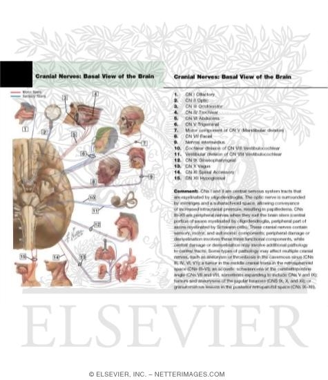 Watermarked preview of labeled image: Cranial Nerves (Motor and Sensory Distribution): Schema