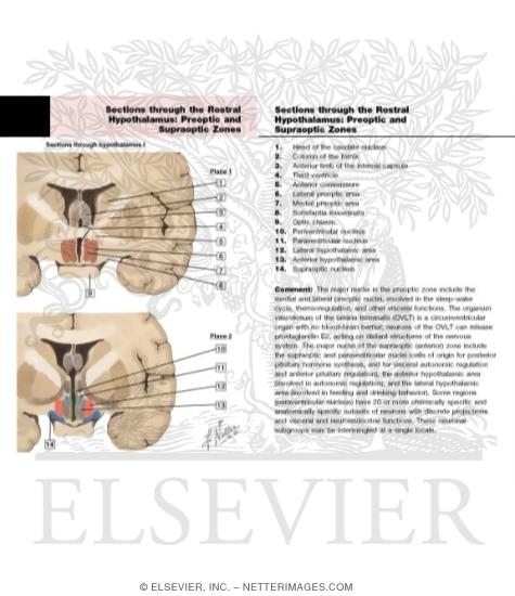 Watermarked preview of labeled image: Sections Through Hypothalamus I: Planes 1 and 2