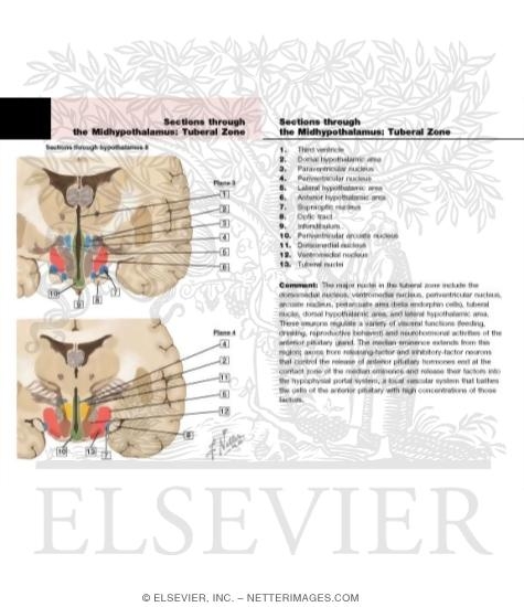Watermarked preview of labeled image: Sections Through Hypothalamus II - Planes 3 and 4
Sections Through the Hypothalamus - Tuberal Zone
