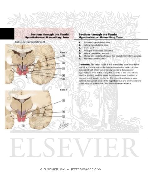 Sections Through Hypothalamus III - Planes 5 and 6
Sections Through the Hypothalamus: Mamillary Zone