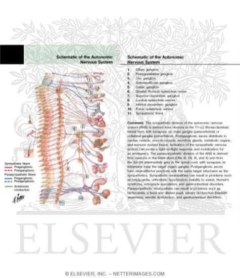 Watermarked preview of labeled image: Autonomic Nervous System: Schema
Schema of Autonomic Nervous System