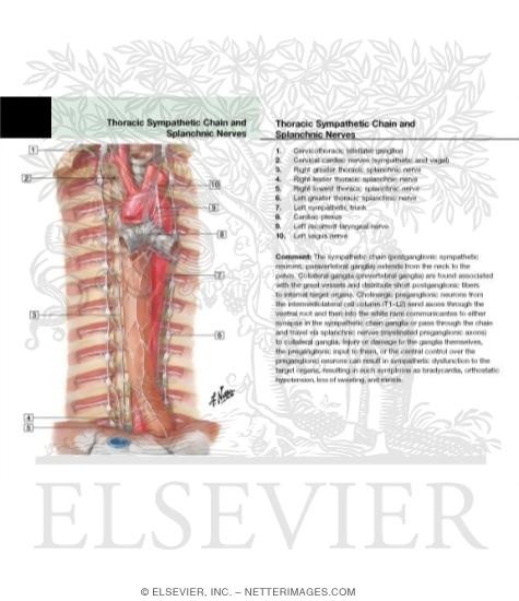 Autonomic Nerves in Thorax
Sympathetic Trunk in the Thorax