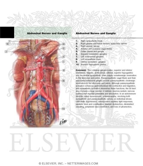 Watermarked preview of labeled image: Autonomic Nerves and Ganglia of Abdomen
Sympathetic Nerves In the Abdomen