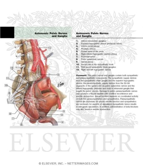 Watermarked preview of labeled image: Autonomic Nerves and Ganglia in the Pelvis