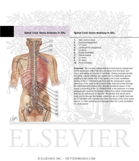 Watermarked preview of labeled image: Spinal Cord and Ventral Rami In Situ