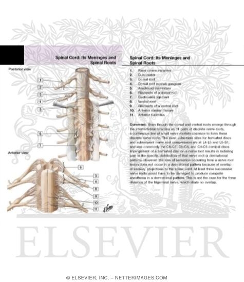 Watermarked preview of labeled image: Spinal Membranes and Nerve Roots
