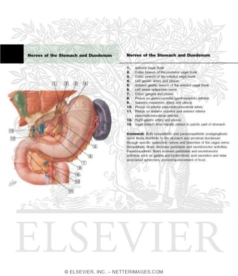 Watermarked preview of labeled image: Innervation of Stomach and Duodenum
Nerves of Stomach and Duodenum
The Stomach and Duodenum