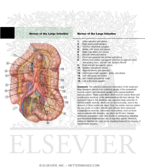 Watermarked preview of labeled image: Innervation of Small and Large IntestineLarge Intestine