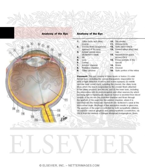 Watermarked preview of labeled image: Anatomy of the Eyeball