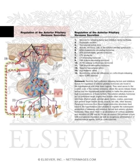 Control of Secretions of the Adenohypophysis