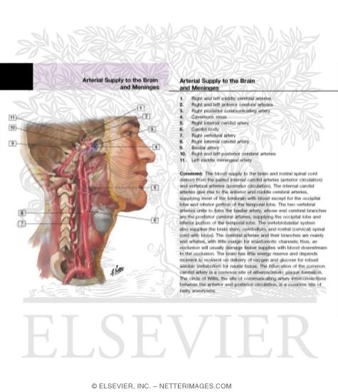 Watermarked preview of labeled image: Arteries to Brain and Meninges