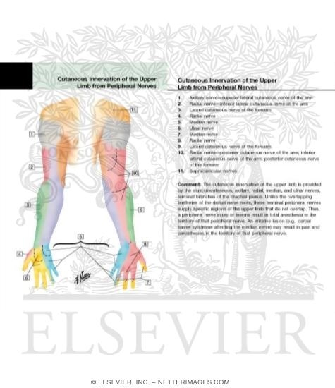 Cutaneous Innervation of the Upper Limb 