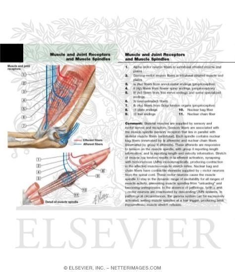 Watermarked preview of labeled image: Muscle and Joint Receptors