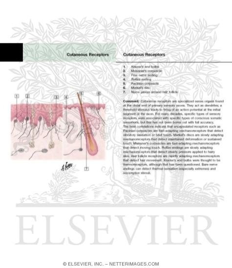 Watermarked preview of labeled image: Cutaneous Receptors