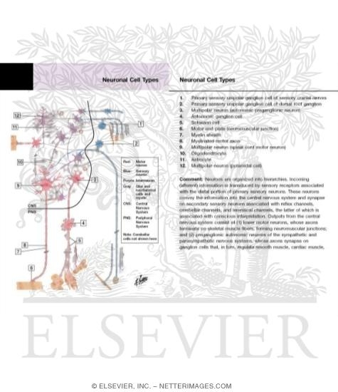 Some Cell Types of the Nervous System Neuronal Cell Types