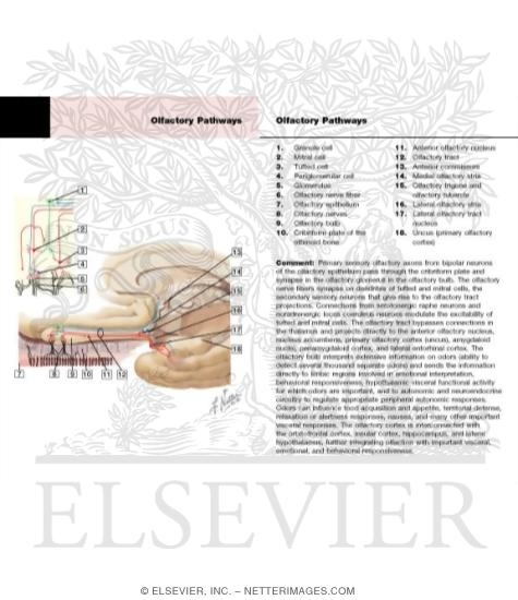 Watermarked preview of labeled image: Olfactory Nerve: Schema