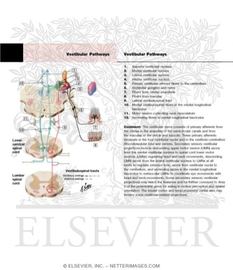 Watermarked preview of labeled image: Vestibulospinal Tracts