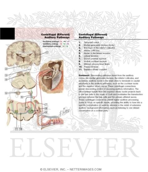 Watermarked preview of labeled image: Centrifugal Auditory Pathways