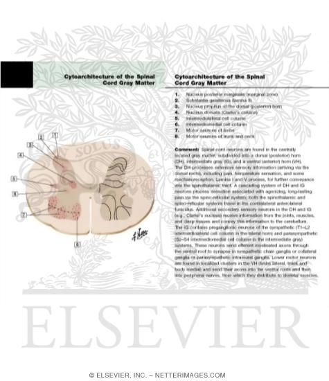 Cytoarchitecture of Spinal Cord Gray Matter