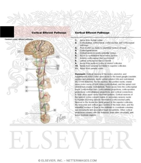 Balance Pathways Cortex Cerebral Cortex: Efferent Pathways