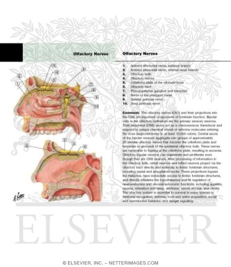 Watermarked preview of labeled image: Olfactory (I) Nerve, Pterygopalatine Ganglion and Nerves of Nose