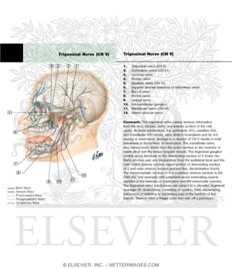 Watermarked preview of labeled image: Trigeminal (V) Nerve