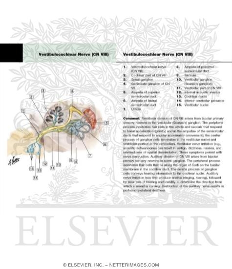 Vestibulocochlear Nerve (VIII)
