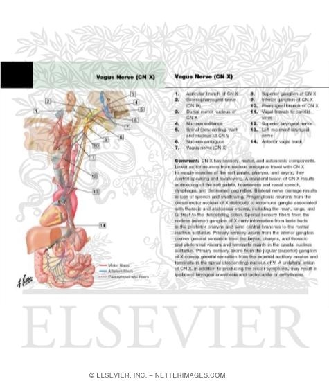 Watermarked preview of labeled image: Vagus Nerve (X): Schema