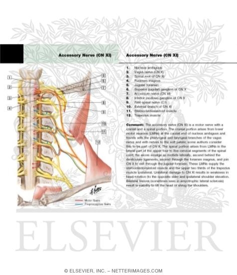 Accessory Nerve (XI): Schema
