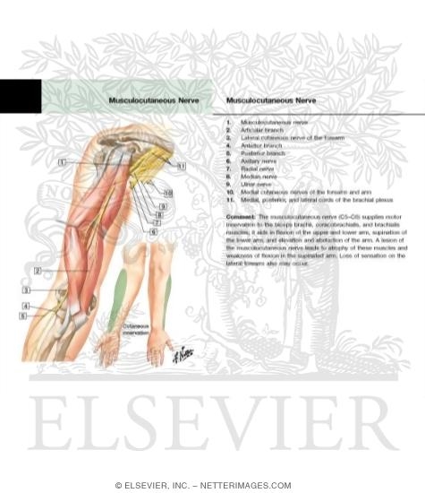 Musculocutaneous Nerve