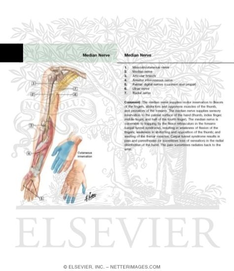 Watermarked preview of labeled image: Median Nerve of Forearm