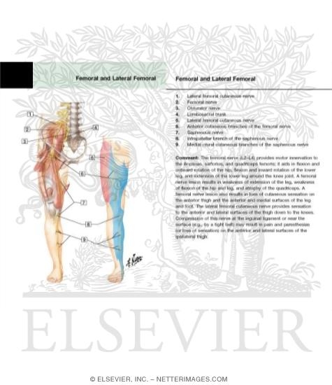 Watermarked preview of labeled image: Femoral Nerve and Lateral Femoral Cutaneous Nerves
