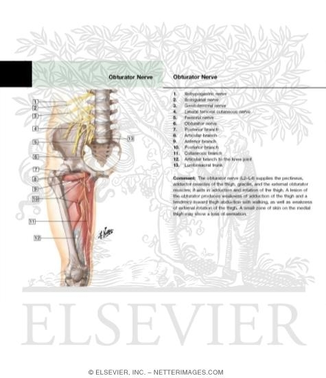 Watermarked preview of labeled image: Obturator Nerve