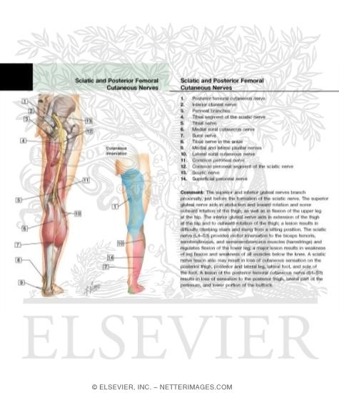 Watermarked preview of labeled image: Sciatic Nerve (L4, L5; S1, S2, S3) and Posterior Femoral Cutaneous Nerve (S1, S2, S3)
Sciatic Nerve and Posterior Cutaneous Nerve of Thigh