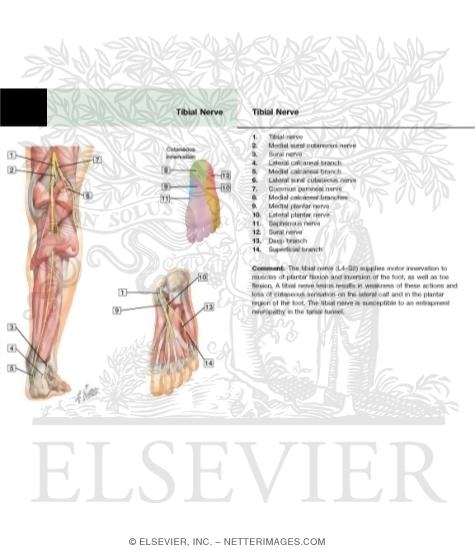 Watermarked preview of labeled image: Tibial Nerve (L4, L5; S1, S2, S3)