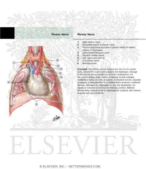Watermarked preview of labeled image: Phrenic Nerve 