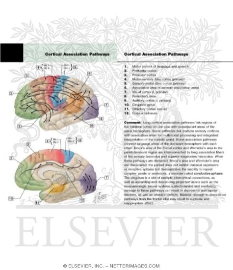Cerebral Cortex: Localization of Function and Association Pathways