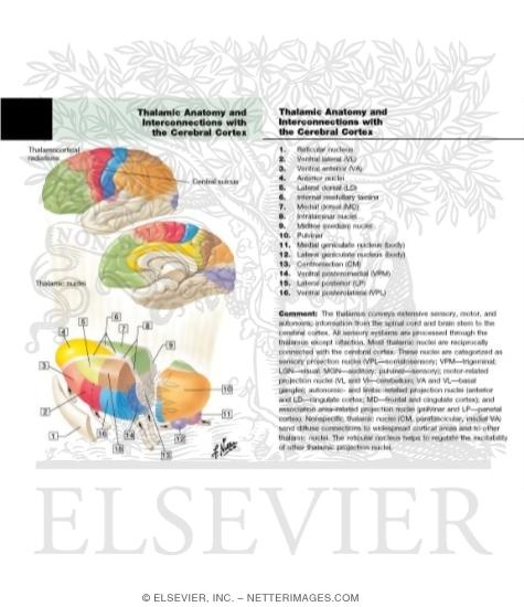 Thalamocortical Radiations
