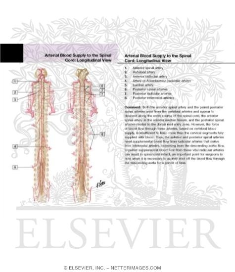 Watermarked preview of labeled image: Arteries of Spinal Cord: Schema