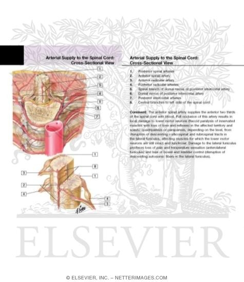 Watermarked preview of labeled image: Arteries of Spinal Cord: Intrinsic Distribution 