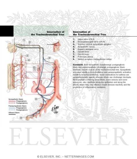 Watermarked preview of labeled image: Innervation of Tracheobronchial Tree: Schema